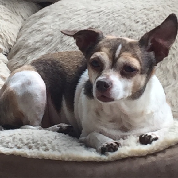 Meet your Posher, Bruce - Picture 7 of 12